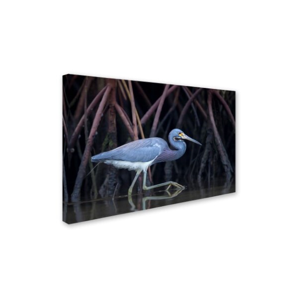 Greg Barsh 'Stalking In The Mangroves' Canvas Art,22x32